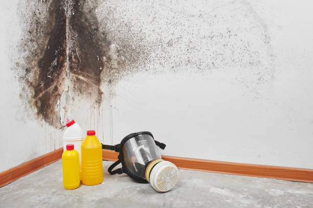 Best Certified Mold Removal  in Russiaville, IN