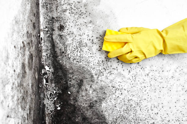 Attic Mold Removal in Russiaville, IN