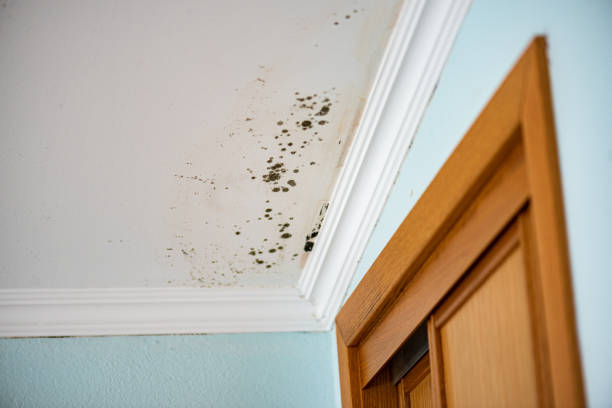 Best Mold Cleaning Services  in Russiaville, IN