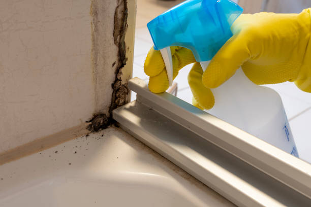 Best Affordable Mold Removal  in Russiaville, IN