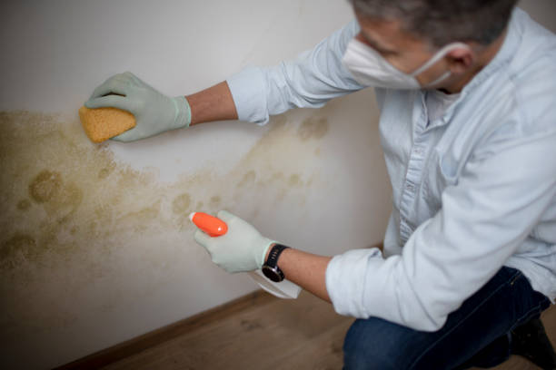 Best Attic Mold Removal  in Russiaville, IN
