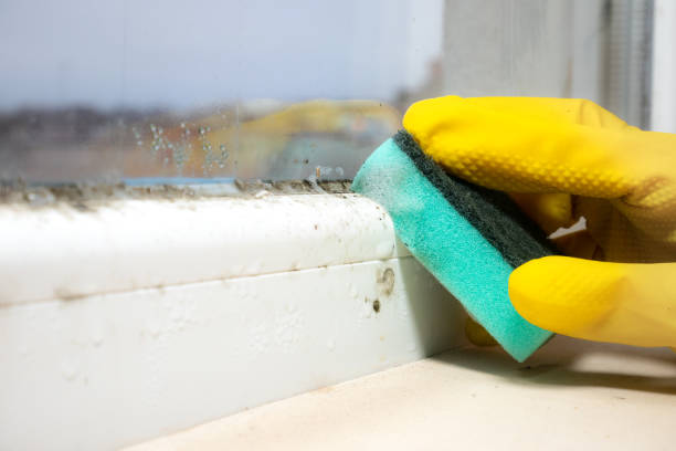Professional Mold Removal in Russiaville, IN