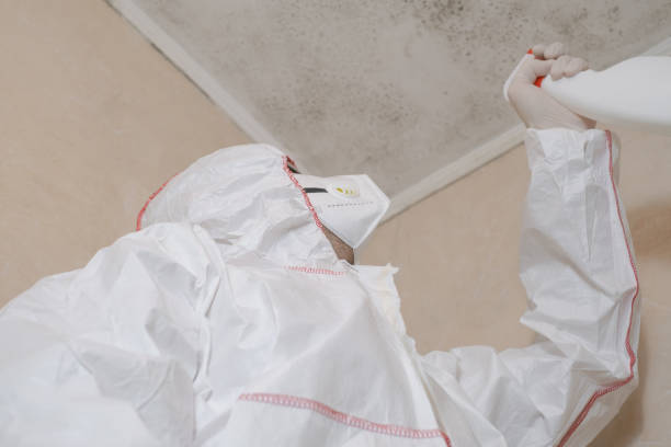 Best Black Mold Removal  in Russiaville, IN