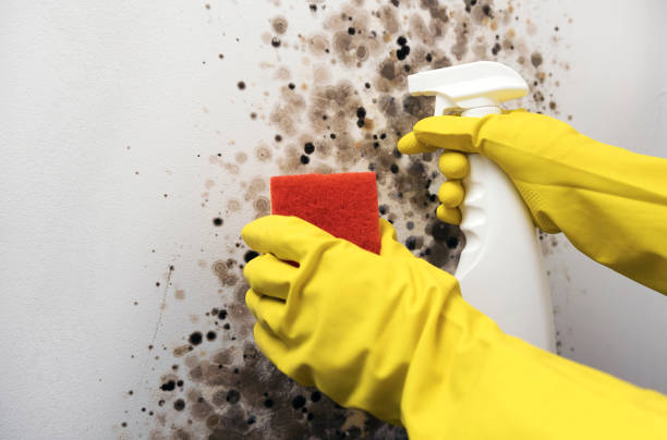 Best Local Mold Removal Service  in Russiaville, IN