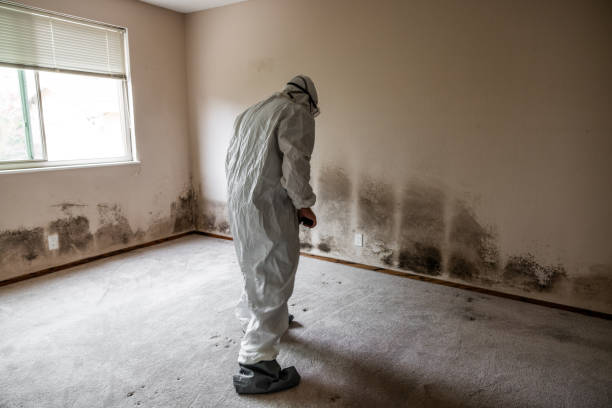 Certified Mold Removal in Russiaville, IN