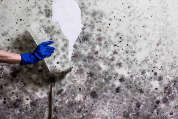Best Fast Mold Removal  in Russiaville, IN